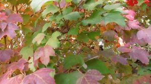 Калина. Куст и ягоды!