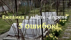 5 ОШИБОК, которые НЕ ДАЮТ ПОЛУЧИТЬ УРОЖАЙ  ЕЖЕВИКИ!.mp4