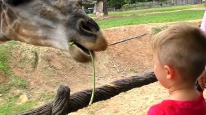 Diana alimenta animales en el zoologico