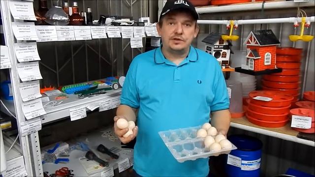 Муляж куриного яйца. Подкладное яйцо для кур. Зачем это нужно?
