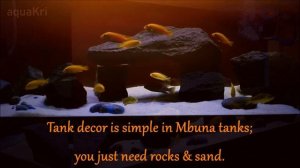 Yellow Lab African Cichlid Care & Tank Set up Guide (Labidochromis caeruleus)