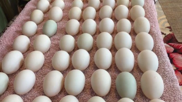 Стартует инкубация Утки Индийский бегунок/ Все секреты легкой инкубации
