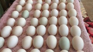 Стартует инкубация Утки Индийский бегунок/ Все секреты легкой инкубации