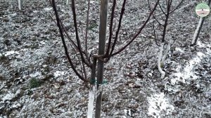 Обрезка яблони 3 года. Веретено на подвое ММ106 и 54 118. Исправляем крону на проблемных деревьях.