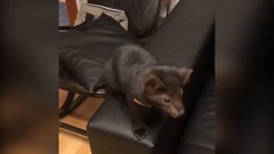 Лучший питомец в мире: 5 причин завести соболя дома