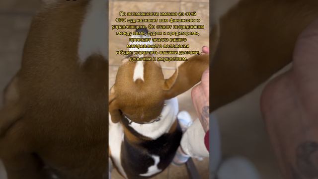 Подпишись! #право #закон #юрист #животные #собака #банкротство смотреть онлайн