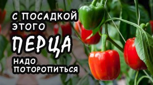 С посадкой этого перца нужно поторопиться