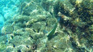 ?Пхукет?Подводный мир Таиланда? где райские острова Пхукета ?Снорклинг на Пхукете ?Остров Пхукет?