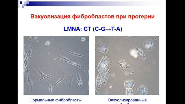 Пострепликативная репарация ДНК