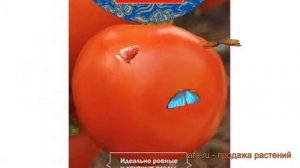 Томат обыкновенный Крылатый F1 (krylatyy f1) ? обзор: как сажать, семена томата Крылатый F1