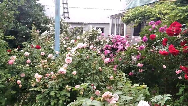 Среди великолепия роз и музыки. смотреть онлайн