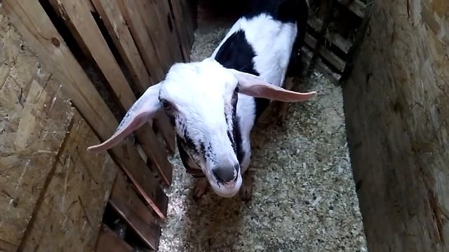 Объединили молодняк и взрослых. Кругом гусиные яйца.? смотреть онлайн