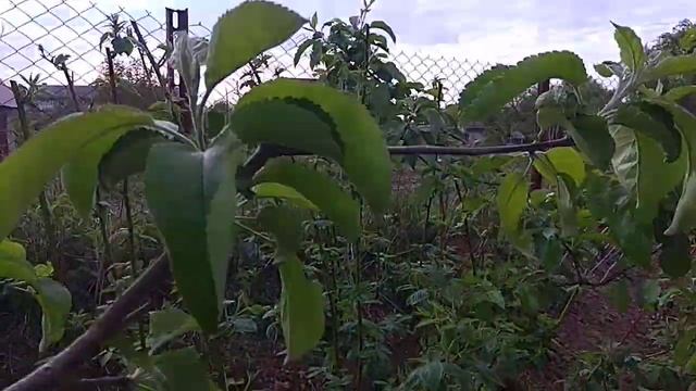 Ежевика смотреть онлайн