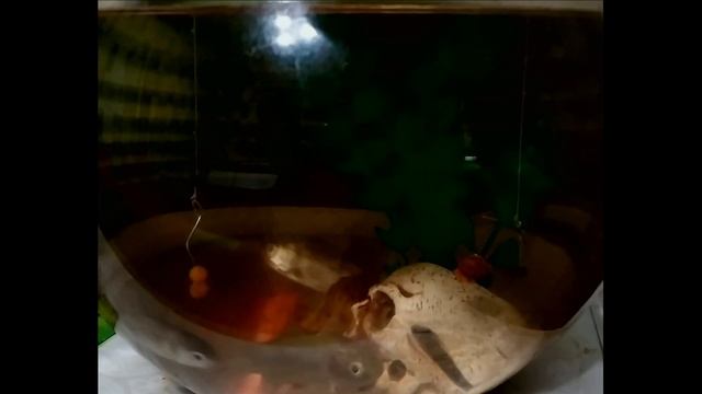 75 ЛЕТ ЭТА РЫБОЛОВНАЯ НАСАДКА БЫЛА ЗАБЫТА. Активатор клёва. Наживка. прикормка. Дип для рыбалки.