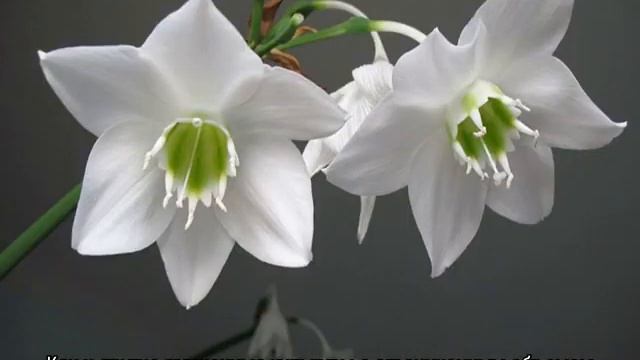 Амазонская лилия эухарис — уход в домашних условиях смотреть онлайн