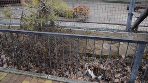 Кошка и тигры! Тайган Cat and tigers! Taigan