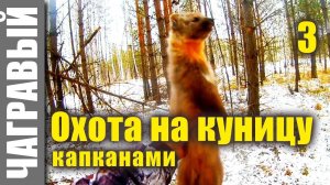 На куницу капканами 3 часть | On the marten with traps, part 3