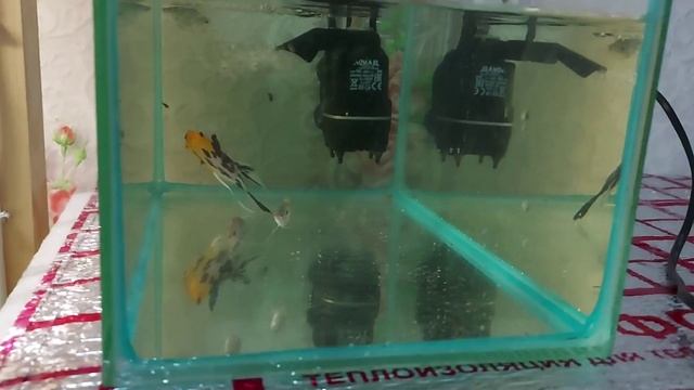 Отловил рыбку на продажу. Как использовать фильтр акваэль без стакана. смотреть онлайн