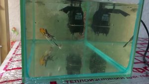 Отловил рыбку на продажу. Как использовать фильтр акваэль без стакана.