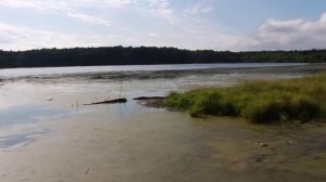 Пруд в п. Голодница  Кировской обл.