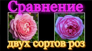 Роза Джубили Селебрейшн и Алан Титчмарш. Ваш Выбор?