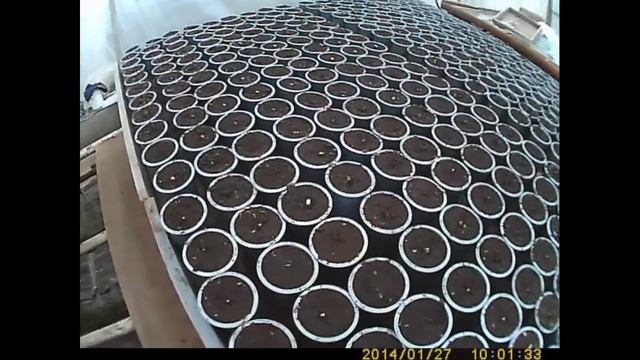 как сажать и выращивать огурец первые всходы 5 дней смотреть онлайн