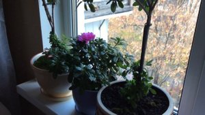 Азалия (Azalea)  домашнее цветение уход продолжение ноябрь 2019 год