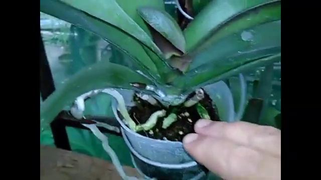 ALL ABOUT PHALAENOPSIS PART 2 смотреть онлайн