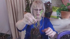 ?#14#Ура!!! купила гортензии ? как сохранить до весны ?