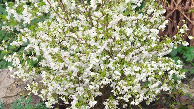 Prunus incisa 'Kojo No Mai' смотреть онлайн
