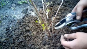 Как правильно обрезать куст смородины сразу после посадки