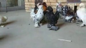 Мини куры султанки Таджикистана