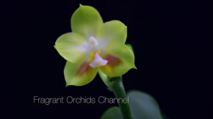 Fragrant Phal. Joy Spring Canary 'Yaphon' HCC/AOS