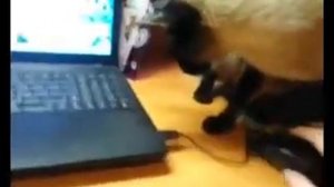 Кот очень сильно испугался