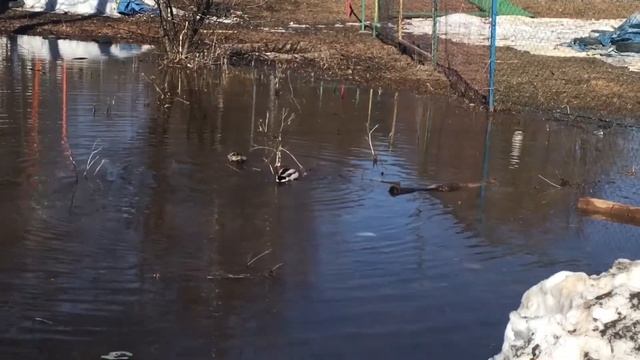 Кочуровский парк. Апрель - город Киров.