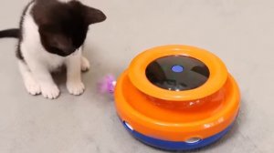 ROJECO 2 in 1 Smart Cat Toys Automatic Feather Fun Ball Toy Set For Cat Dog 5 Modes Interactive