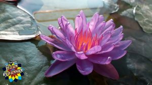 Нимфея Purple Cup (Фиолетовая чаша) кувшинка, waterlily, водные растения, пруд