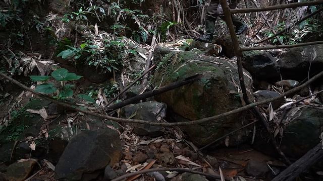 Stream Fishing, Wild Vegetable Picking, Catch and Cook: Survival Alone | EP.244 смотреть онлайн