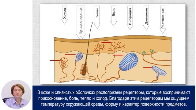 Биология, 8-й класс, Кожа – орган осязания. Гигиена органа осязания