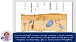 Биология, 8-й класс, Кожа – орган осязания. Гигиена органа осязания