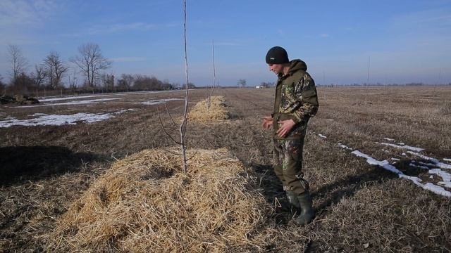 Грецкий Орех. Биоорганическая подкормка. Часть2.