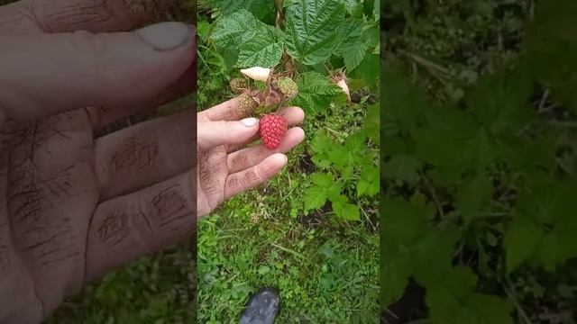 малина Самохвал и Малиновая гряда смотреть онлайн