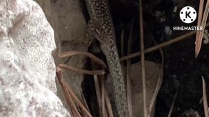 Палео-прогулка в горах.