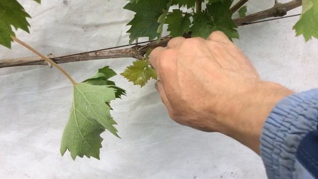 ОБЛОМКА ВИНОГРАДА ВЕСНОЙ // НОРМИРОВКА ВИНОГРАДА ПОБЕГАМИ. Уход за виноградом весной смотреть онлайн