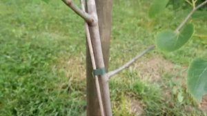 Липа Tilia Henryana. Результат спустя 1 год после посадки.