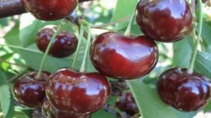 КАК СПАСТИ ВИШНЮ ОТ БОЛЕЗНЕЙ