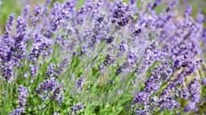 Mr. Freaky "OUT OF MY MIND"