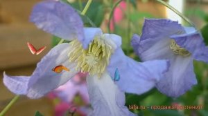 Клематис ботанический Ханна (clematis) ? клематис Ханна обзор: как сажать рассада клематиса Ханна