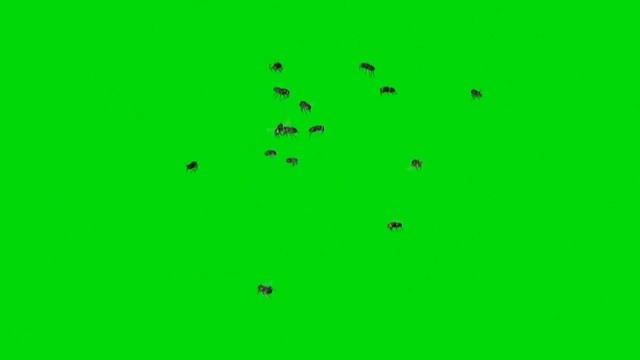 Хромакей футаж рой   МУх.Chromakey footage of a flock of flies.Chromakey footage swarm of flies