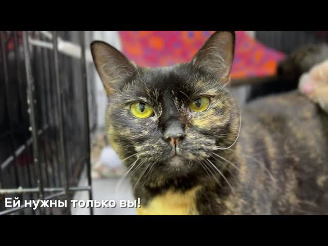 АРИЭТТА (уже дома)